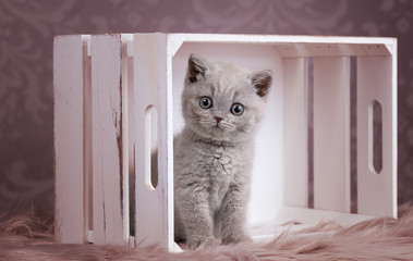 Bildschönes und verschmustes Katzenbaby _ BKH Kitten