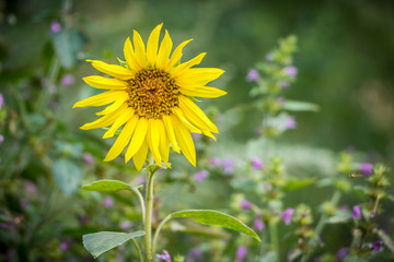 Detailed shot of blooming sunflower