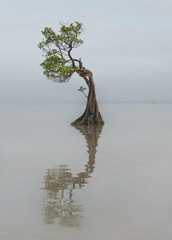 Mangrove trees Walakiri beach Sumba Island Indonesia