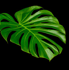 Tropical Monstera leaves with clipping path