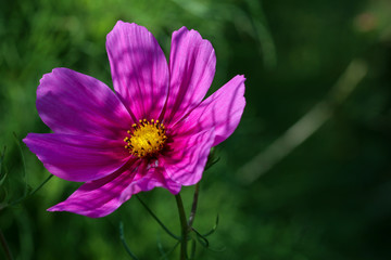 Colorful Cosmos flower head