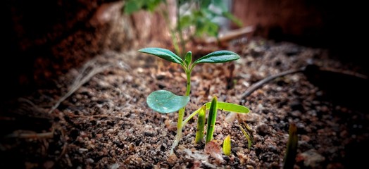 young plant in soil