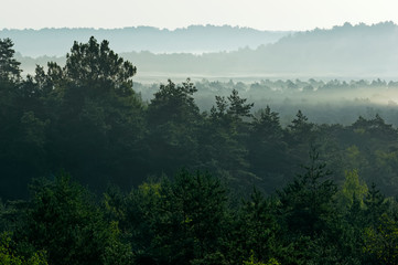 foggy morning in Fontainebleau forest