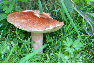 Red boletus growing on grass  in a autumn forest