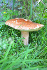 Fototapeta na wymiar Mushroom orange-cap boletus grows in the forest. Vertical photo, grass background