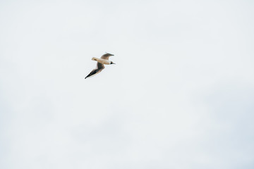 Fototapeta na wymiar blue sky and flying seagulls