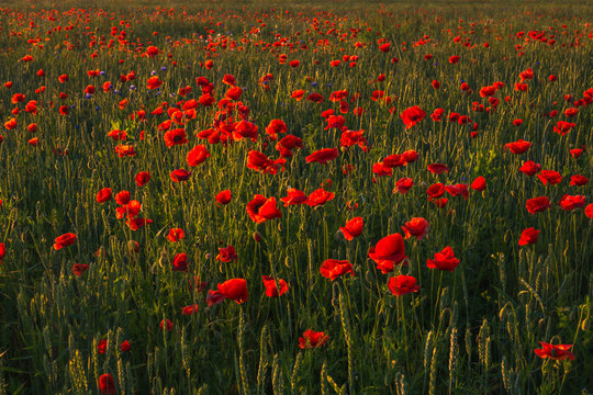 Feld of poppies during a sunny morning © Artur Bociarski