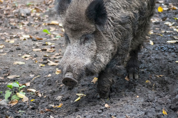 Wild boar, Sus scrofa, wild swine, wild pig