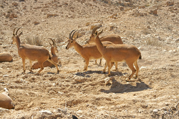 Nubian ibex (Capra nubiana sinaitica) in Sde Boker. Herd among sands. Negev desert of southern Israel