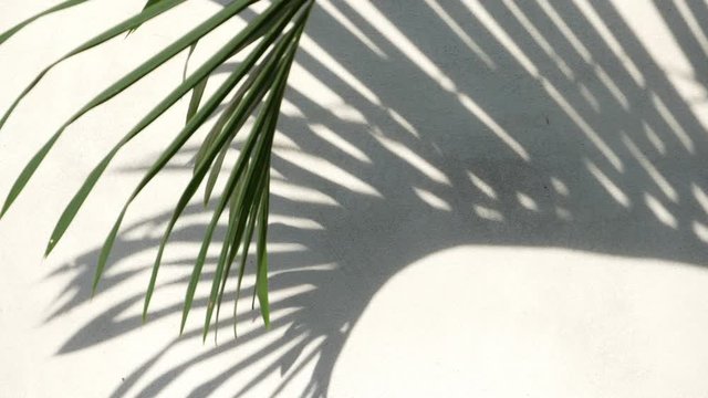 abstract background texture of shadows palm leaves on a concrete