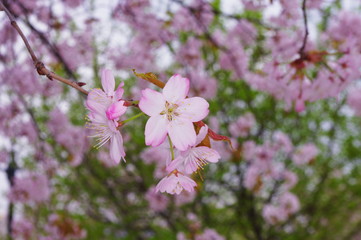 봄. 봄꽃. 한옥. 배경. 