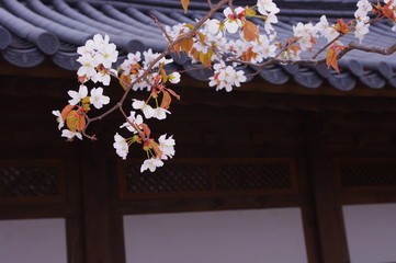 봄. 봄꽃. 한옥. 배경. 