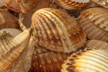 conchiglia macro fotografia