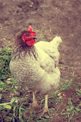 Close-up. Spotted chicken for a walk on a background of green grass and brown earth, looking to the side.
