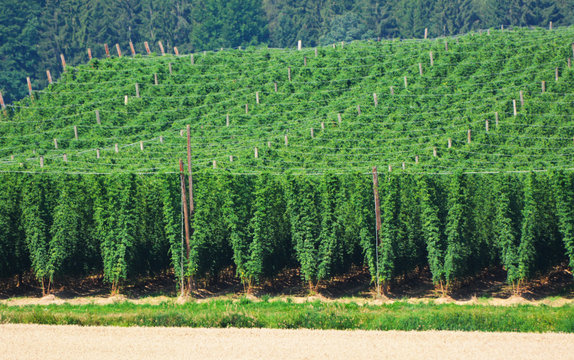 hop field in Bavaria, Germany