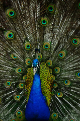Obraz premium tail peacock. Colored peacock.zoo animals