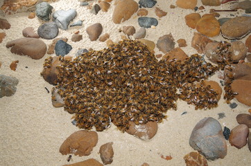 양봉. 분봉. 여왕벌. 금융. 비지니스. 