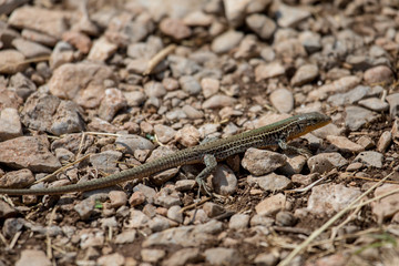 Sand lizard (Lacerta agilis)