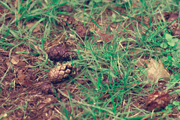 Close-up. Natural background of pine cones and green grass on the ground.