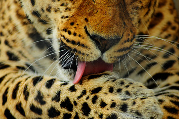 tiger face. leopard washes. big cat