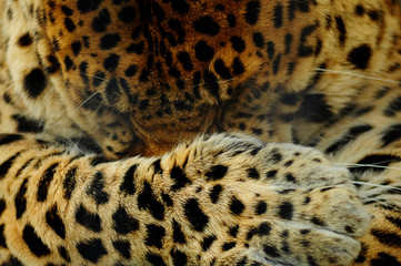 leopard washes. walk in the zoo