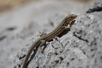 Sand lizard (Lacerta agilis)