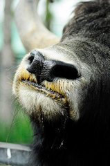  bison face closseup. Bison eat . zoo walk