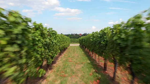 Fast Dolly Movement Through French Vineyard Rows.