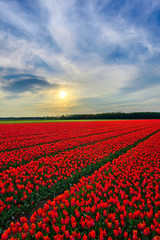 Red Sea, Netherlands Style (red tulip field at sunset)