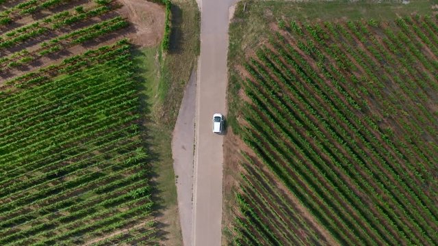 Overhead Top Down Aerial of Car Driving Through Vineyards. Version Three.