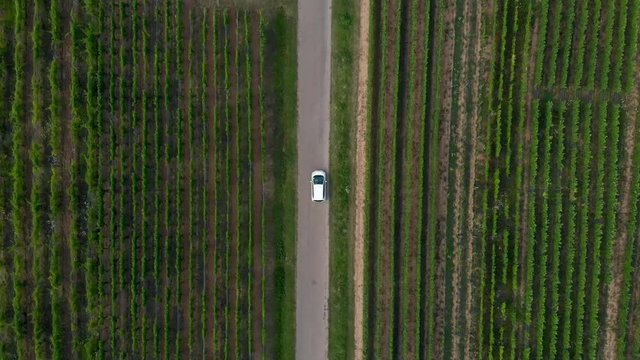 Overhead Top Down Aerial of Car Driving Through Vineyards. Version Two.