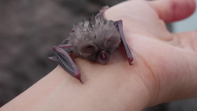 Bat on the wrist of a woman's hand - The Egyptian slit-faced bat, Nycteris thebaica