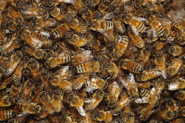 양봉. 분봉. 여왕벌. 금융. 비지니스. 