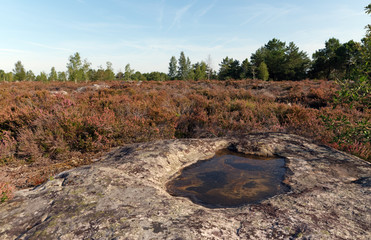 Coquibus heather land in Fontainebleau forest
