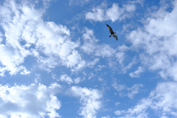 Fototapeta na wymiar Sky with clouds on a sunny day and a flying bird.