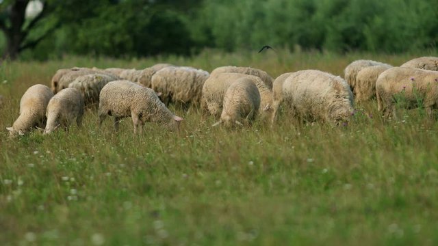 very many white, brown and gray, sheep graze on the field, a herd of ewe lowered their heads eat green grass, beautiful nature, flying little birds, summer, Sunny day, slow motion, wide angle