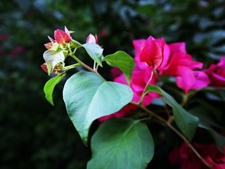 Bougainvillea