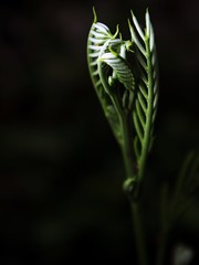  Local vegetables White popinac
