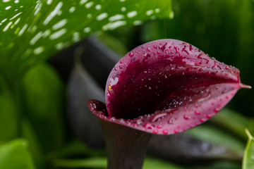 Calla, garden flower purple with rain drops