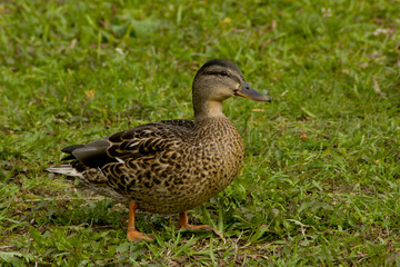 Naklejka na ściany i meble .An ordinary wild gray duck on the grass.Duck standing on the grass half-turned to the viewer.