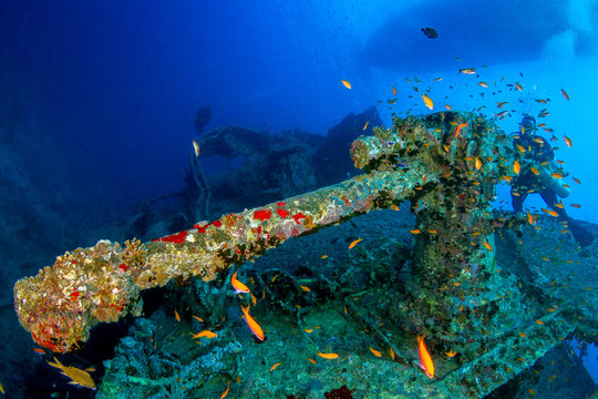 coral reef with tropical fish