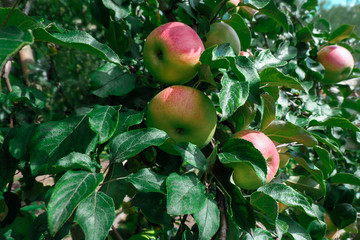 Apple tree