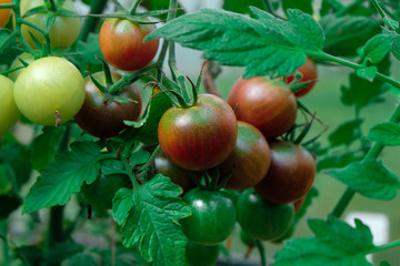 red tomatoes on a branch