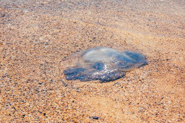 dead Rhopilema nomadica jellyfis © Valeriysurujiu