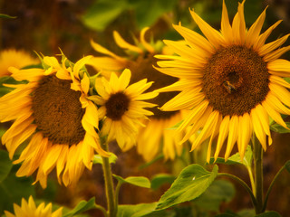 Obraz premium Bunte Sonnenblumen