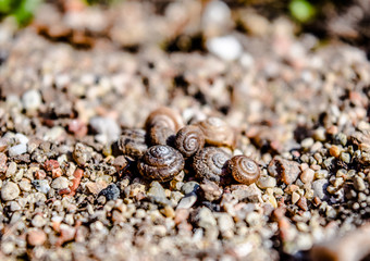 Closeup snail shells