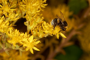 Close up of a bumble bee on a yellow flower