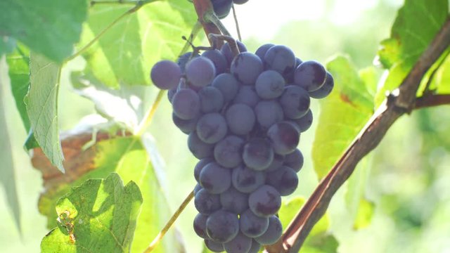 Bunches of grapes in a vineyard in a farm garden