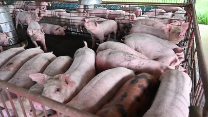 Pigs on an modern industrial pig farm - Powered by Adobe