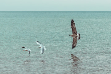 seagulls in flight